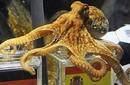 El pulpo Paul acertó una vez más: España campeón del mundo.