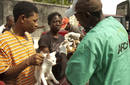 Un año después: ayuda a las víctimas animales de Haití
