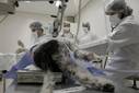 Perros y gatos en Brasil tienen los mejores hospitales que se puedan pagar