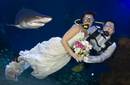 Boda con tiburones como testigos desde 400 euros