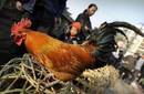 Modifican genéticamente pollos para que no transmitan la gripe aviar