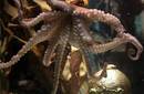 El Zoo Aquarium de Madrid en negocio para ver al pulpo Paul