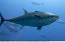 Exigen el fin de la pesca industrial del atún rojo en el Mediterráneo