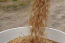 Los productores argentinos inician un paro en el comercio de soja y cereales