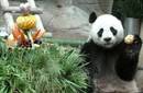 China prolonga 2 años más la estancia del oso panda en Tailandia