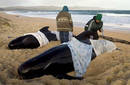 Australia: Mueren 21 ballenas piloto