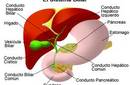 'Soy hepatitis B, ¿me conoces?'