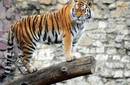 Trece países se reúnen en San Petersburgo para proteger al tigre