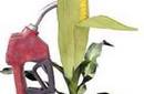 Medio Ambiente: Agrocombustibles en la mira