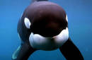Las orcas ponen en peligro su sobrevivencia