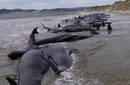 Mueren 120 ballenas en Nueva Zelandia