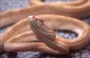 Descubren en Costa Rica una planta que serviría como antídoto contra serpientes