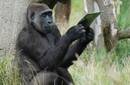 Congo cuenta con el primer centro para gorilas maltratados