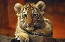 Putin busca un acuerdo en Asia para salvar al tigre
