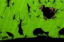 Las hormigas cortadoras, premio a la mejor fotografía de naturaleza 2010