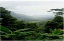 CIENTÍFICOS HACEN UN LLAMADO PARA PROTEGER LOS BOSQUES TROPICALES