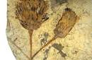 Hallan en la Patagonia argentina el fósil de margarita más antiguo del mundo