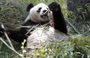 Osos panda se reproducen de manera récord en China