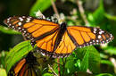 Mariposa monarca seriamente amenazada