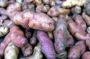 PAPA PERUANA SERÁ CULTIVADA DE FORMA EXPERIMENTAL EN EL ESPACIO