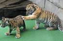 Nacen tres cachorros del amenazado tigre de Sumatra en un zoo en Indonesia