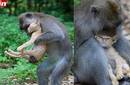 Instinto maternal: mono conmovió al mundo al darle amor a un gato desprotegido