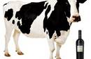 Vino para alimentar a las vacas: Para mejorar su carne