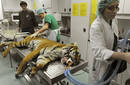 Realizan por primera vez implantación de cadera a un tigre