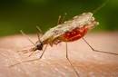 Así invade el parásito de la malaria los glóbulos rojos