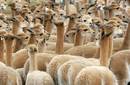 Las nuevas amenazas que acechan a la Vicuña