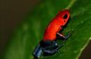 Expertos reportan el avistamiento en Costa Rica de anfibios que creían extintos
