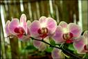 Las orquideas, algo sobre ellas
