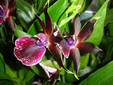 ¿Le gustan las orquideas?
