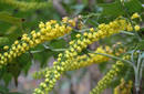 No todas las flores se 'esconden' del frio