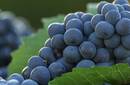 Rio Blanco, principal exportadora de uvas de Chile, está evaluando aquirir tierras para cultivos en Perú