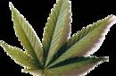 La posible legalización del consumo de marihuana en California