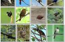 Japón: División en Nagoya en torno a acuerdo sobre la biodiversidad