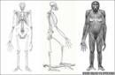 Hallan fósil clave en la evolución humana