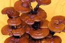30 Razones para consumir Ganoderma