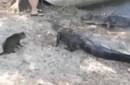 Gato valiente se enfrenta a cocodrilos
