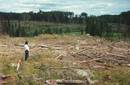 Derecho de petición de la humanidad 'No a la tala de bosques'
