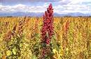 La Qinua: Nutritiva y salvadora, transforma la región más pobre de Bolivia