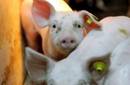 Alemania reconoce niveles anormales de dioxina en la carne de cerdo