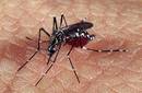 Perú: Ya van 12 muertos por dengue en Loreto