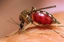 América Latina: El dengue mató a 1167 personas en 2010