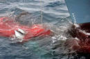 Japón detiene la caza de ballenas en la Antártida