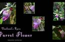 La Flor Perico