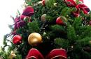 Navidad: Historia del árbol de Navidad