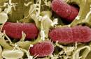 A tomar en cuenta: 'La cepa del 'E.coli alemán' es mutante'