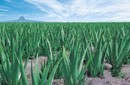 El poder curativo del Aloe Vera: La Sábila